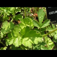 Geum chiloense (fam Rosacees) (Andes) (2)